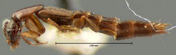 Media type: image;   Entomology 7310 Aspect: habitus lateral view